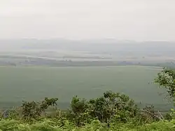 Photo d'une plantation de cannes à sucre