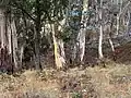 Forêt d'eucalyptus sur la montagne.