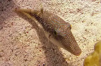 Canthagaster margaritata