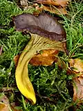 Craterellus infundibuliformis
