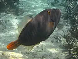 Cantherhines dumerilii.