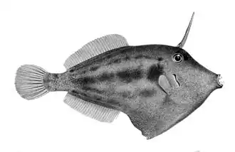 Description de l'image Cantherhines fronticinctus.jpg.