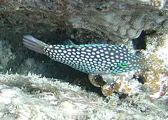 Description de l'image Canthigaster_jactator_by_NPS.jpg.