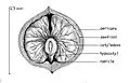 Anatomie d'une noix