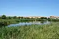 Roseaux autour d'un plan d'eau à Rochelongue.