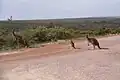 Kangourous dans le parc.