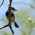 Batis capensis