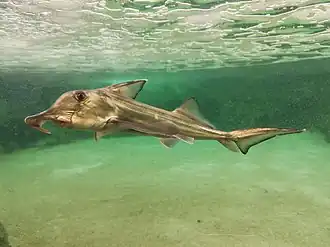 Description de l'image Cape Elephantfish.jpg.
