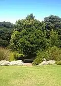 Cassine peragua