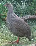♀