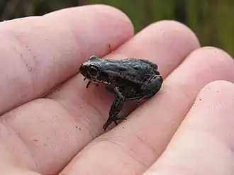 Description de l'image Capensibufo rosei 88542124.jpg.