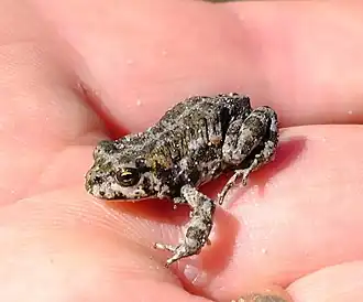 Description de l'image Capensibufo tradouwi 53298858.jpg.