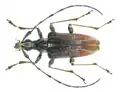 Capnolymma brunnea