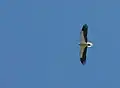 Vautour percnoptère, Neophron percnopterus.