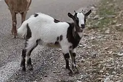 Capra aegagrus hircus, croisée au détour d'une route d'Ardèche.