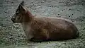 Ménagerie du jardin des plantes de Paris (France)