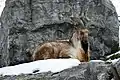 Markhor.