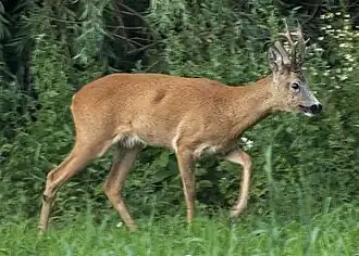Capreolus capreolus