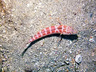 Synodus capricornis
