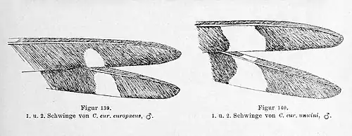 Dessin en noir et blanc représentant deux séries de deux extrémités de plumes d'oiseau : à gauche la tache blanche du milieu représente 10 à 15 % du dessin total ; à droite, c'est de 25 à 30 %.