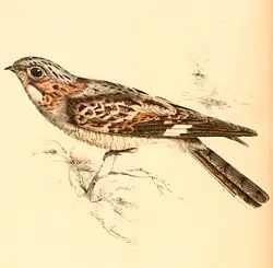  Dessin représentant un oiseau tourné vers la gauche, et posé sur une branche, avec des pattes très courtes. Il a du blanc à la gorge, des joues et un collier roux, un ventre crème, du gris sur le haut de la tête et sur l'épaule bordée de marron ; ces mêmes couleurs sont mélangées sur le reste du corps.
