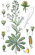 Capsella bursa-pastoris avec silicules