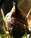 Capsule d'Hakea.