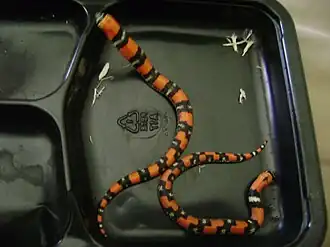 Description de l'image Captive born Tri-color hognose snakes 2011 B line.jpg.