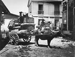 Carabao aux Philippines (vers 1899).