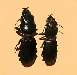 Scarites striatus.