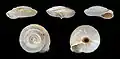 Caracollina lenticula, l'Hélice lenticule