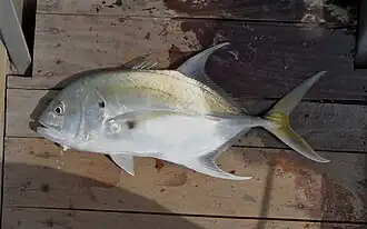 Caranx fischeri