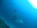 Carangue bleue Caranx melampygus