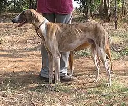 Caravan hound.