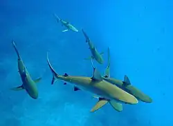 Photo d'une douzaine de requins nageant en eau peu profonde au-dessus de coraux roses.