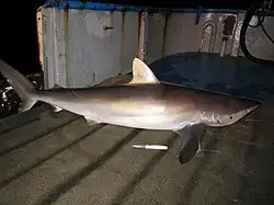 Un requin de grande taille, de couleur bronze, gisant sur le pont d'un navire