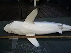 Un requin posé sur le côté montrant son ventre blanc ; il a de longues nageoires pectorales à l'extrémité sombre.