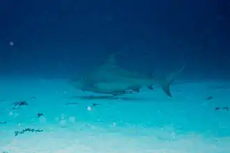 Carcharhinus leucas