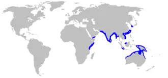 Description de l'image Carcharhinus macloti distmap.png.