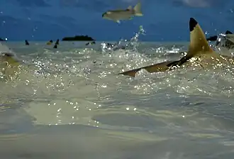 Plusieurs ailerons de requins visibles au-dessus de l'eau, et un petit poisson moitié sauté hors de l'eau dans la partie centrale