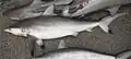 Requin à queue tachetée Carcharhinus sorrah