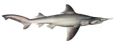 L'illustration accompagnant la description originale d'Isogomphodon oxyrhynchus, par Müller et Henle