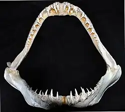 Dentition.