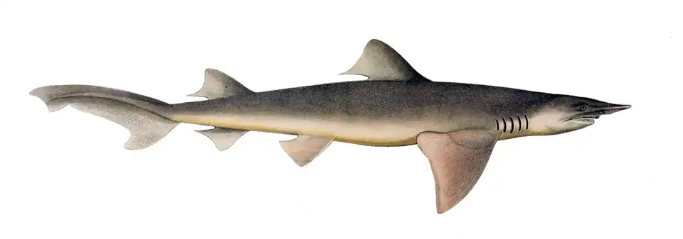 Description de l'image Carcharias temminckii by muller and henle.png.