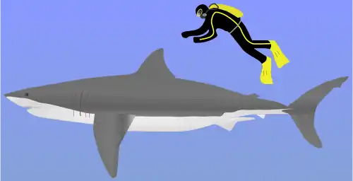 Comparaison d'un Grand requin blanc avec un homme.