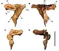 Vue en deux côtés de deux des os postorbitaires d'un dinosaure théropode sur fond blanc.