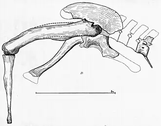 Croquis en noir et blanc d'un bassin et d'une jambe partielle d'un dinosaure théropode.