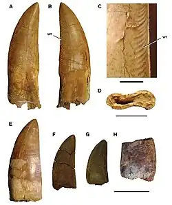 Différentes dents d'un dinosaure carnivore.