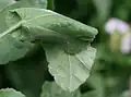 Abri fabriqué par la chenille