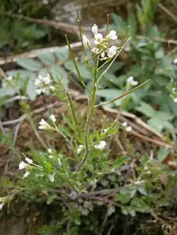 Plante avec des siliques mûres.